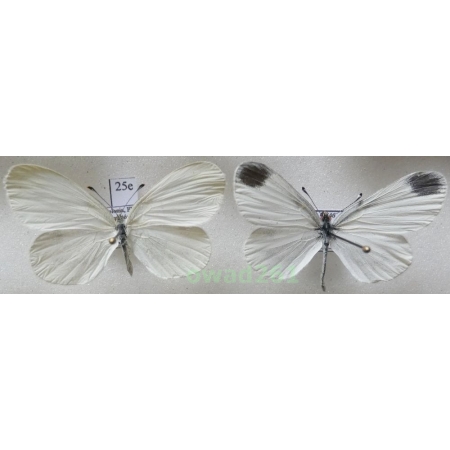 Leptidea sinapis (Linnaeus, 1758) pair Poland25e